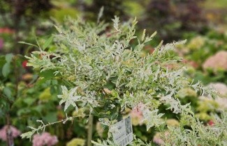 Afbeelding Bonte wilg 'Hakuro Nishiki' - Salix integra 'Hakuro Nishiki'