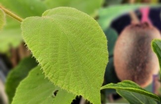 Afbeelding Kiwi 'Jenny' - Actinidia delicosa 'Jenny'