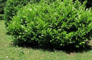 Afbeelding Laurierkers 'Mano' - Prunus laurocerasus 'Mano'