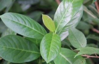 Afbeelding Laurierkers 'Van Nes' - Prunus laurocerasus 'Van Nes'