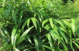 Afbeelding Bamboe 'Tsutsumiana' - Pseudosasa japonica 'Tsutsumiana'