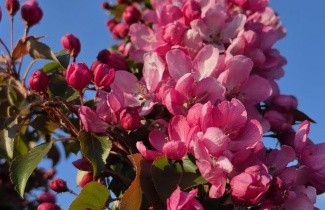 Afbeelding Sierappel 'Rudolph' - Malus 'Rudolph'