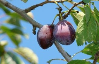 Afbeelding Pruim 'Betuwse Kwets' - Prunus domestica 'Betuwse Kwets'