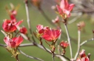 Afbeelding Amerikaanse Kornoelje - Cornus florida 'Rubra'