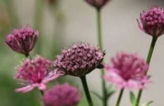 Afbeelding Zeeuws knoopje - Astrantia major