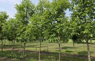 Afbeelding Walnoot 'Broadview' - Juglans regia 'Broadview'