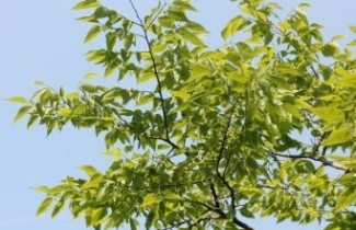 Afbeelding Westerse netelboom - Celtis occidentalis