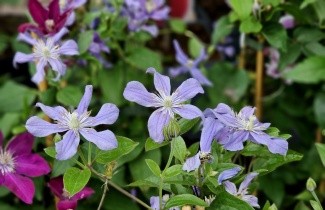 Afbeelding Bosrank 'Arabella' - Clematis  integrifolia 'Arabella'
