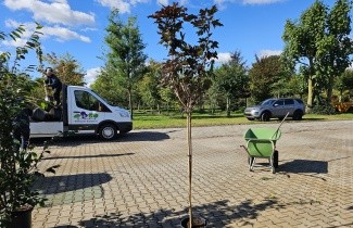 Afbeelding Roodbladige Noorse Esdoorn - Acer platanoides 'Crimson Sentry'