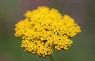Afbeelding Duizendblad geel - Achillea filip. 'Cloth of gold'