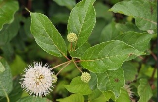Afbeelding Kogelbloem - Cephalanthus occidentalis