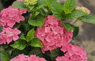 Afbeelding Hortensia Forever & Ever Pink - Hydrangea Forever & Ever Pink