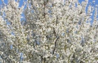 Afbeelding Chinese Kers - Prunus 'Umineko'