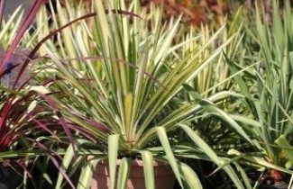 Afbeelding Palmlelie 'Colour Guard' - Yucca filamentosa 'Color Guard'