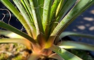 Afbeelding Palmlelie wit - Yucca filamentosa