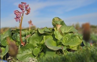 Afbeelding Schoenlappersplant roze - Bergenia cordifolia