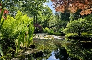 Afbeelding Japanse Esdoorn 'Kagiri nishiki' - Acer palmatum 'Kagiri nishiki'