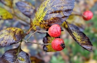 Afbeelding Meidoorn 'Carrierei' - Crataegus x lavallei 'Carrierei'