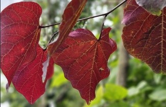 Afbeelding Amerikaanse Judasboom 'Forest Pansy', halfstam - Cercis canadensis 'Forest Pansy'