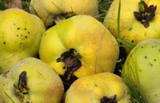 Afbeelding Kweepeer  - Cydonia oblonga 'Vranja'
