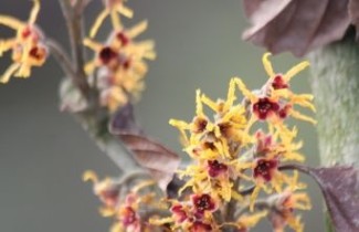 Afbeelding Toverhazelaar 'Jelena' - Hamamelis x intermedia 'Jelena'