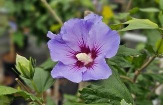 Afbeelding Altheastruik  'Marina' - Hibiscus syriacus 'Marina'
