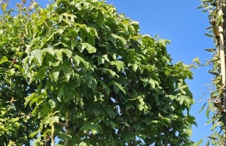 Afbeelding Veldesdoorn - Acer campestre