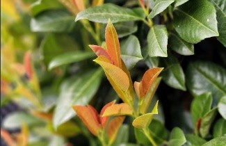 Afbeelding Laurierkers 'Bonaparte' - Prunus laurocerasus 'Bonaparte'