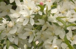Afbeelding Sierappel 'Street Parade' - Malus baccata 'Street Parade'