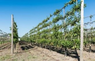 Afbeelding Appel 'Fiesta'  - Malus domestica 'Fiesta'