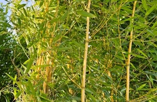 Afbeelding Gouden Bamboe - Phyllostachys aureosulcata 'Spectabilis'