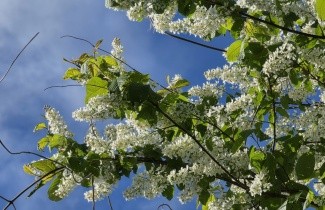 Afbeelding Europese vogelkers - Prunus padus