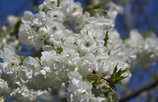 Afbeelding Japanse sierkers  'Shirotae' - Prunus serrulata 'Shirotae'