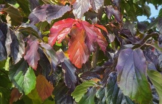Afbeelding Perzisch IJzerhout - Haagscherm - Parrotia persica