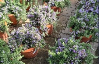 Afbeelding Kruip Rozemarijn - Salvia rosmarinus 'Prostatus'
