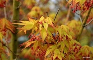 Afbeelding Japanse Esdoorn 'Katsura' - Acer palmatum 'Katsura'