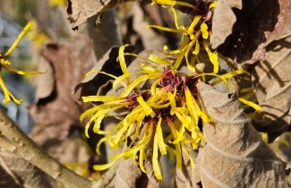 Afbeelding Toverhazelaar - Hamamelis mollis