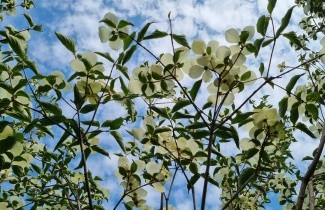 Afbeelding Grootbloemige kornoelje  - Cornus nuttallii