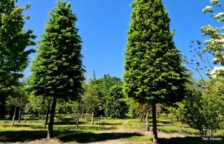 Afbeelding Haagbeuk 'Fastigiata' - Carpinus betulus 'Fastigiata'
