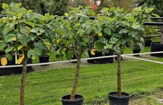 Afbeelding Vijg - Ficus carica