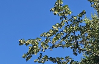 Afbeelding Hopbeuk - Ostrya carpinifolia