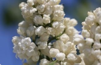 Afbeelding Sering 'Madame Lemoine' - Syringa vulgaris 'Madame Lemoine'