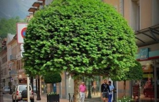 Afbeelding Taxus - Taxus baccata