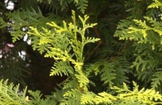 Afbeelding Westerse Levensboom 'Brabant'  - Thuja occidentalis 'Brabant'