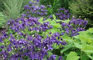 Afbeelding Akelei - Aquilegia alpina