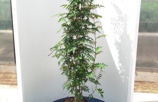 Afbeelding Peperboom - Zanthoxylum americanum