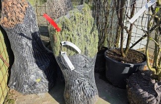 Afbeelding Fijnspar - Picea abies