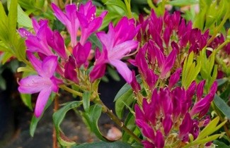Afbeelding Azaleodendron 'Gowenianum Pink' - Rhododendron 'Gowenianum Pink'