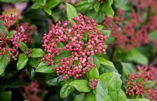 Afbeelding Sneeuwbal 'Gwenllian' - Viburnum tinus 'Gwenllian'