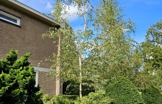 Afbeelding Ruwe berk, spil - Betula pendula